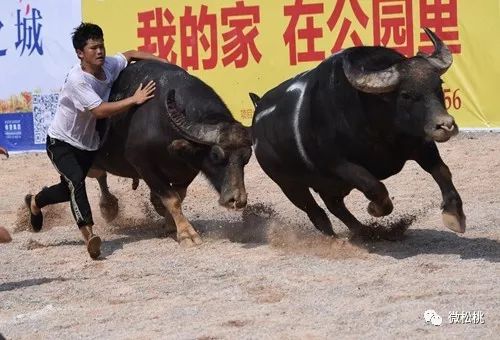 3分钟教你科普“疯狂斗牛王透视挂!其实确实有挂