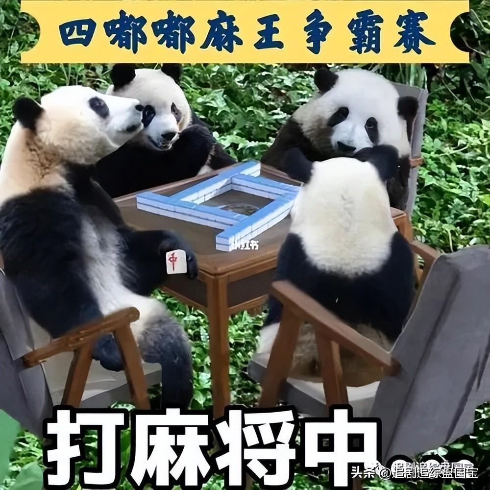 玩家必备教程四川熊猫麻将有规律么-哔哩哔哩 