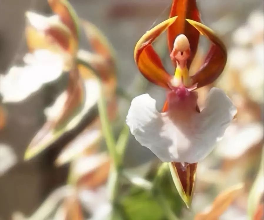 必看盘点揭秘！花花生活圈能不能开挂(怎么一直输)