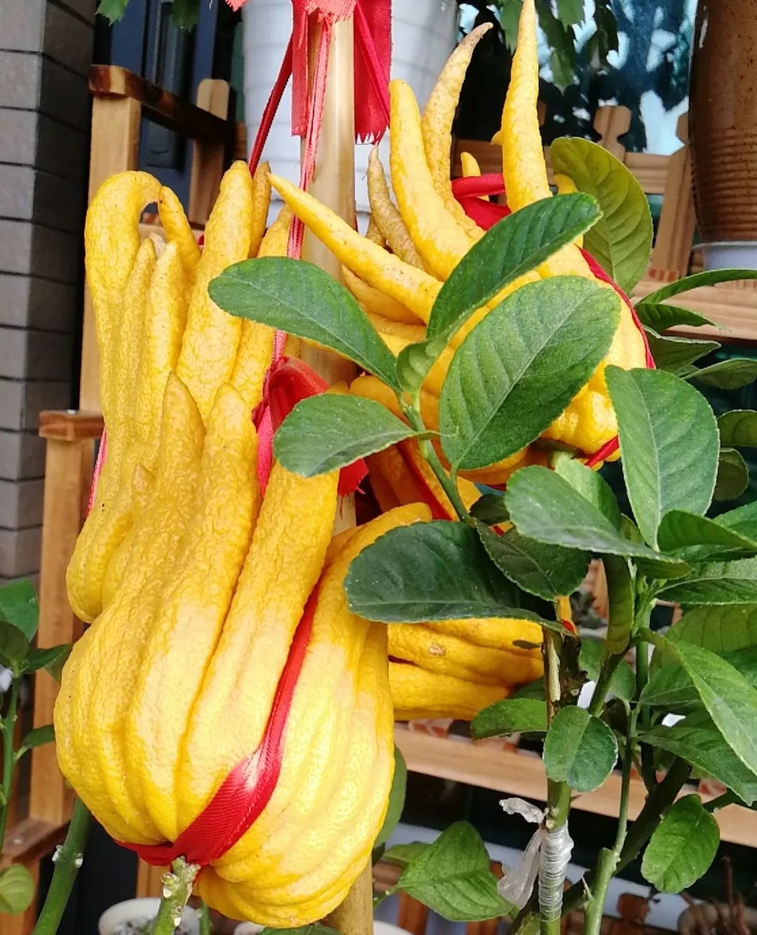 玩家实测“佛手在线有没有挂”!详细分享开挂技巧