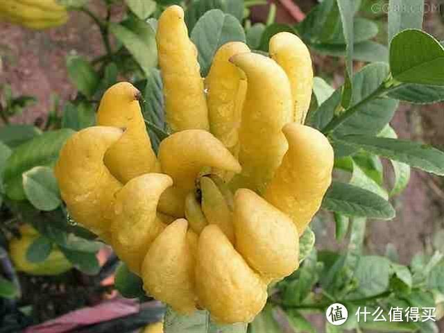 玩家实测“佛手在线有没有挂”!详细分享开挂技巧
