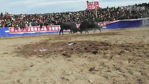 呼和浩特斗牛挂（斗牛家电话）