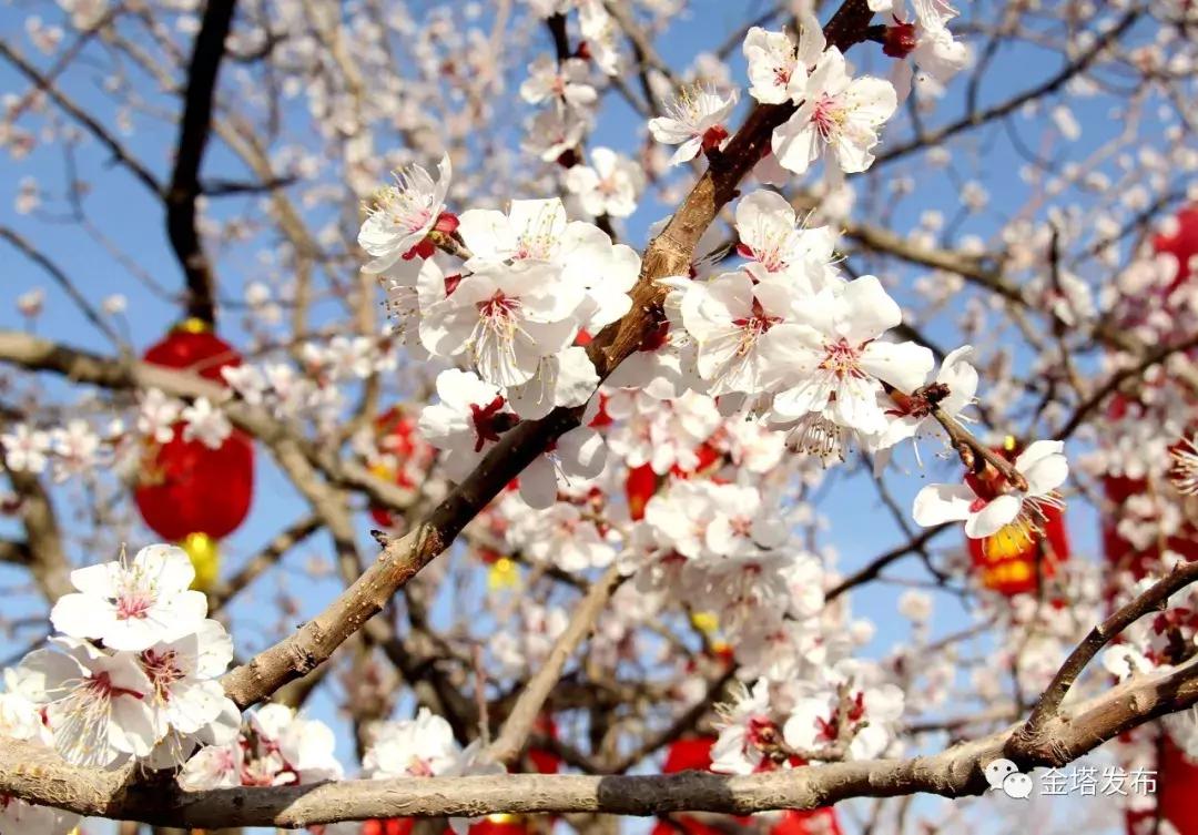 微信群金花开挂（微信上打金花怎么可以开挂）