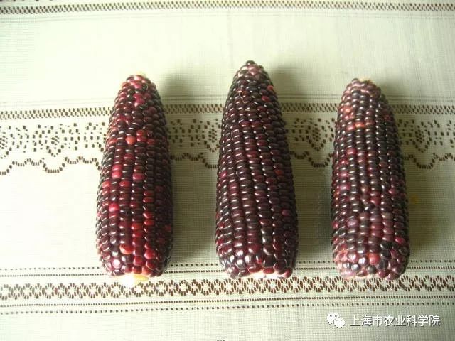 详细说明“先进玉米一《我来教教你怎么赢 》