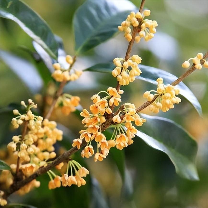 福鼎打炸最新版挂（宁德福鼎打炸）