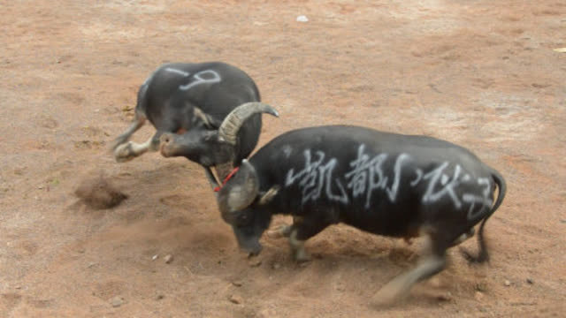 微信斗牛有没有规律（微信斗牛的是什么平台）