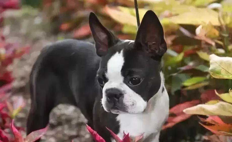 英国斗牛犬遗传规律图片（英国斗牛犬遗传规律图片高清）