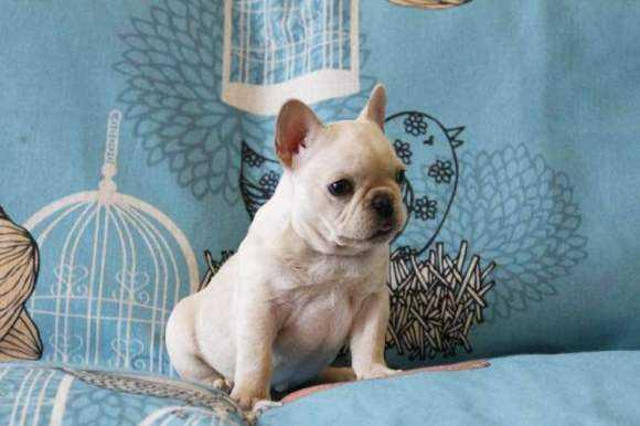 英国斗牛犬遗传规律图片（英国斗牛犬遗传规律图片高清）