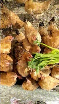 火爆全网!熊猫麻将怎么分辨开挂 (确实有挂)-知乎