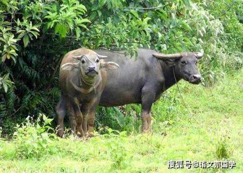 我来教教大家“牛牛仪器有什么“推荐6个购买渠道