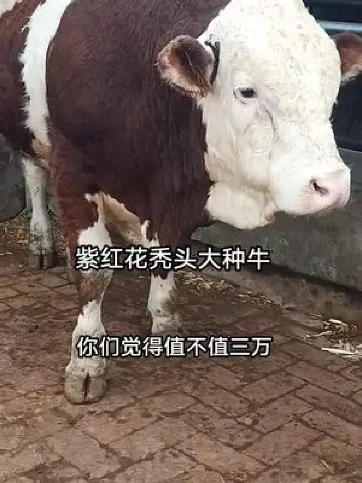给大家爆料一下实用40张斗牛有什么好产品《详细教程 新浪科技》